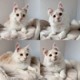 Maine Coon - pedigree - trs joli chatons