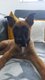 2 chiots Berger Malinois