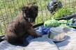Chiots berger malinois a rserver