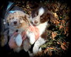 Chiots Border Collie