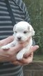 Bichon maltais nain