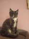 Maine coon