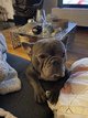 Bouledogue franais fauve 4 ans