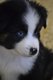 Chiots berger australien miniature avec Pedigree