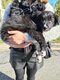 Chiot border collie