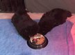 Magnifique chiot Spitz pom (nain) lev en famille