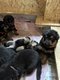 Chiots berger allemand crois beauceron