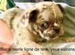 Splendides chiots carlin black merles et blancs