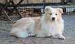 SUPERBE Mle Border Collie pour SAILLIE