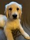 Merveilleux bb golden retriever