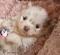 Chiot spitz merle lilas