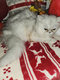 Manifique chaton persan  avec pédigré  disp