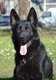 Male Berger Allemand noir