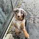 Femelle choco merle berger  australien croise...