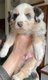 Chiot  Berger Australien Miniature