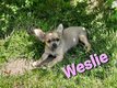 Chiots chihuahua disponibles - levage familial