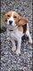 Chien beagle