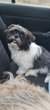 Male shih tzu bleu et blanc