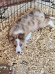 Bbs border collie
