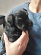3 Chiots Schnauzer miniatures  rserver pour le...