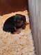 Chiots Beagle ( Bas prix)