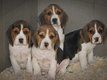 Chiots Beagle