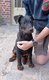 Chiots Beauceron de la Ferme de l'Epi d'Or