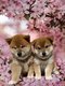 Chiot Shiba inu
