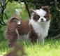 Magnifiques petits Gars chihuahuas chocolat &...