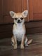 Chiot Chihuahua