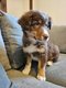 Chiots Border Collie