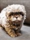 Chiots Shih Tzu chocolat et lavande