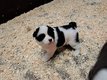 Akita americain