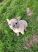 Bouledogue franais