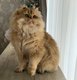 Magnifique british longhair golden