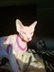 Magnifique sphynx