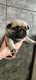 Magnifique porte de chiots berger australien A...