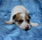 Chiots jack Russell