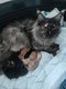 Maine coon-kittens