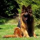 Mle berger allemand
