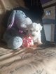 Bichon Maltese