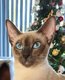 Magnifiques chatons siamois