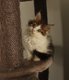 Maine Coon disponible (pure race)