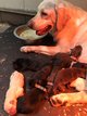 Magnifiques chiots labradors de pure race