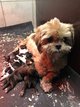 Magnifiques chiots Shih tzu de pure race