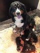 Magnifiques chiots bouviers bernois de pure race