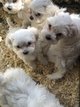 Magnifiques chiots bichons maltais nains