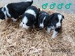 Chiots Border collie