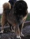 Chiots Berger du Caucasse