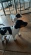 Bebe jack russel